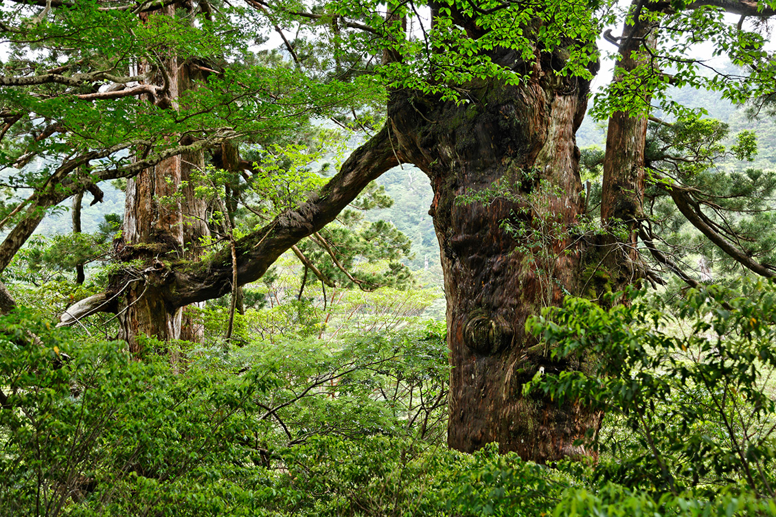 夫婦杉
